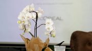 „Споделяме красотата с всички“ – амбициозна програма на L’Oréal за устойчиво развитие и в България